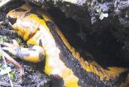 Salamandra salamandra (Linnaeus, 1758) 
