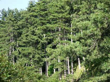 Castellammare di Stabia: un bosco di conifere (foto Fontanella).