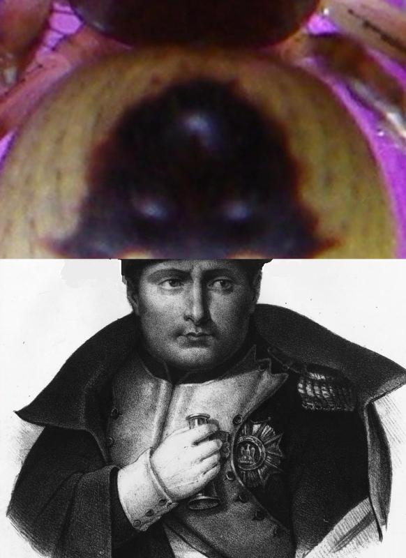 Napoleone Bonaparte e il suo celebre cappello.