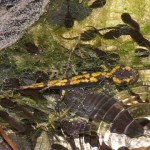 Larva di salamandra pezzata e girini di rospo comune