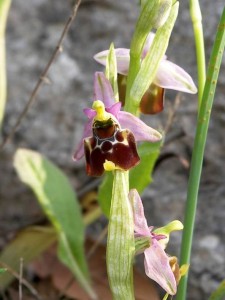 Ophrys fuciflora (F.W. Schmidt) Moench subsp. fuciflora