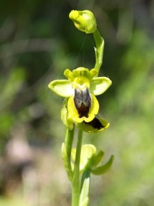 Ophrys lutea Cavanilles