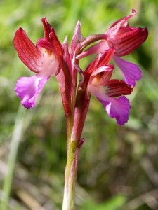 Orchis papilionacea Linnaeus