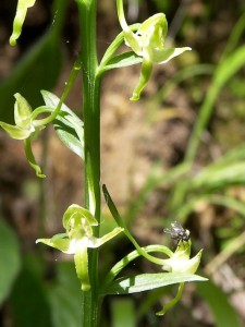 Platanthera chlorantha (Custer) Reichenbach subsp. chlorantha