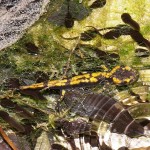 La salamandra pezzata (S. salamandra)