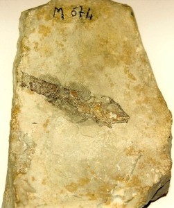 Notagogus pentlandi - Agassiz (foto Fontanella)
