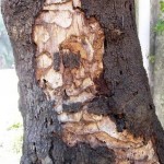 Danni prodotti dal Cerambice delle querce, da notare che le larve attaccano il tronco, il che rende praticamente inutili le drastiche potature della chioma.