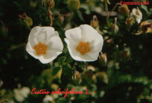 Cistus salvifolius (cisto femmina)