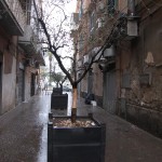 Albericidio di un olivo a Castellammare