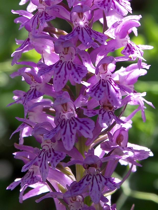Le orchidee di Castellammare di Stabia e Monte Faito