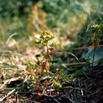 Euforbia calenzuola (Euphorbia helioscopia L.)
