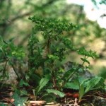 Euforbia minore (Euphorbia peplus L.)