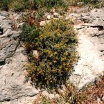 Euforbia spinosa (Euphorbia spinosa L.)