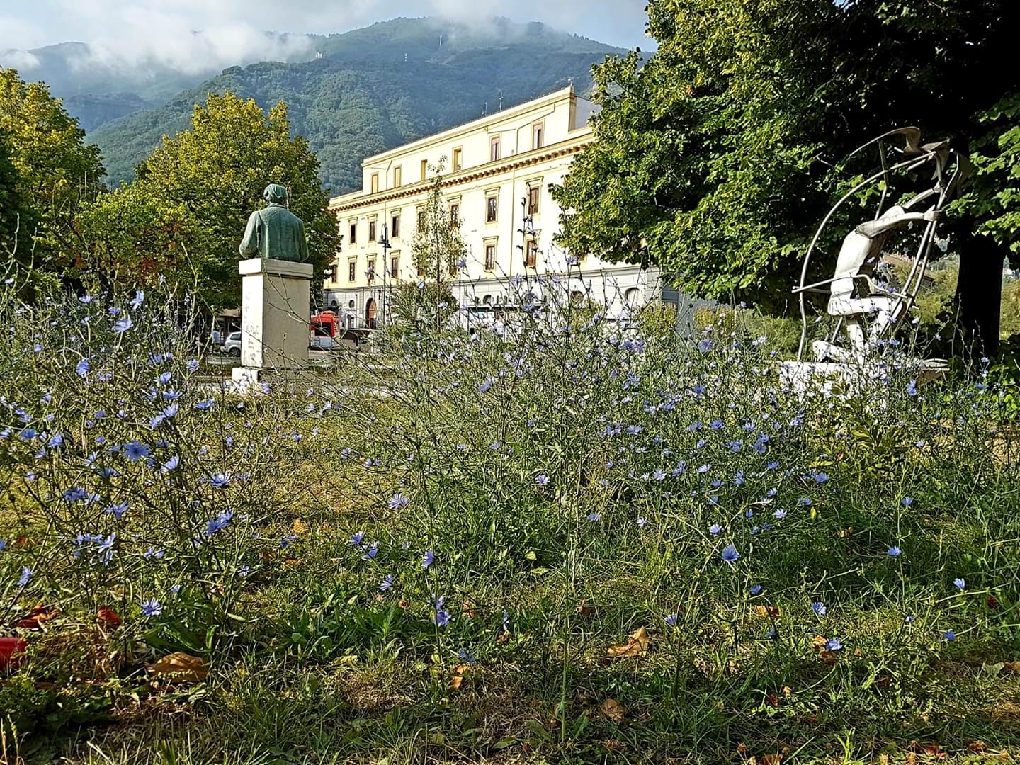 La cicoria è fiorita nelle aiuole della Villa comunale... il verde pubblico così come lo intendiamo a Castellammare di Stabia